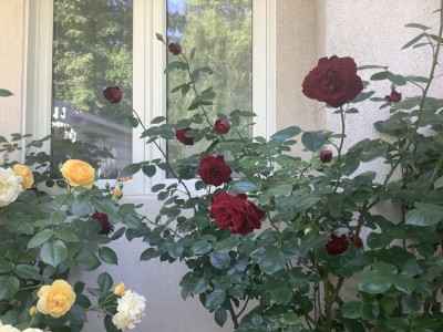 Roses under Verona room window